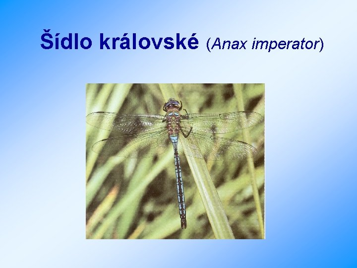 Šídlo královské (Anax imperator) 