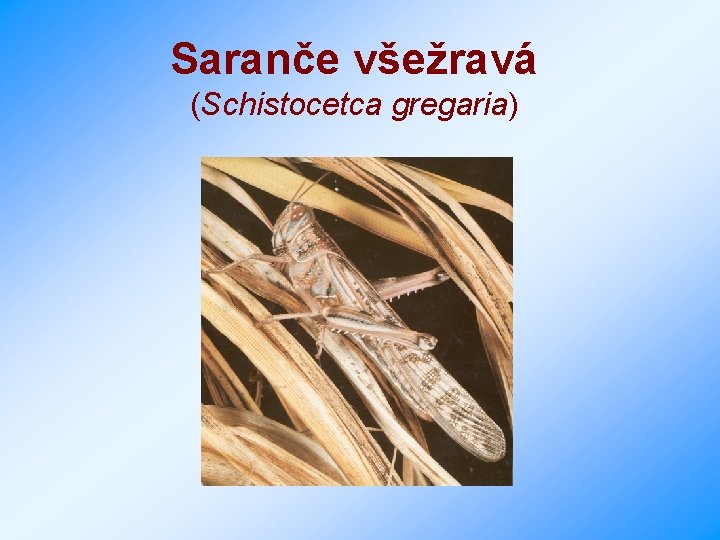Saranče všežravá (Schistocetca gregaria) 