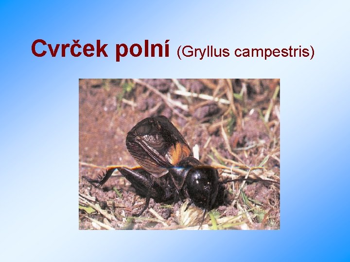 Cvrček polní (Gryllus campestris) 