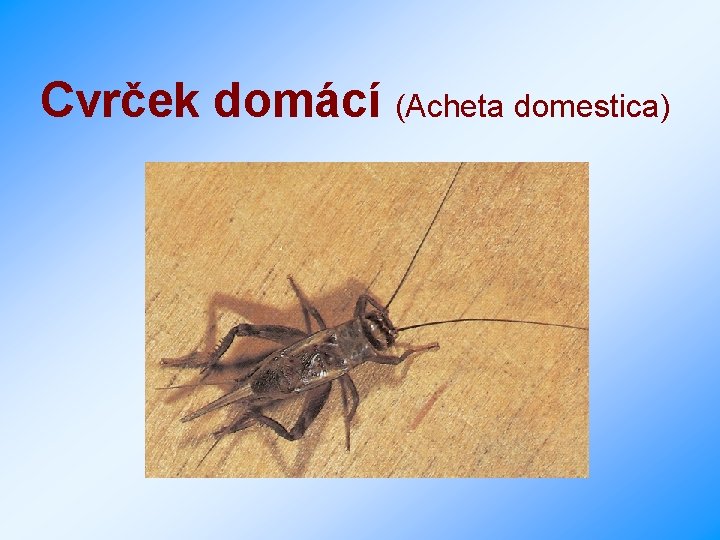 Cvrček domácí (Acheta domestica) 