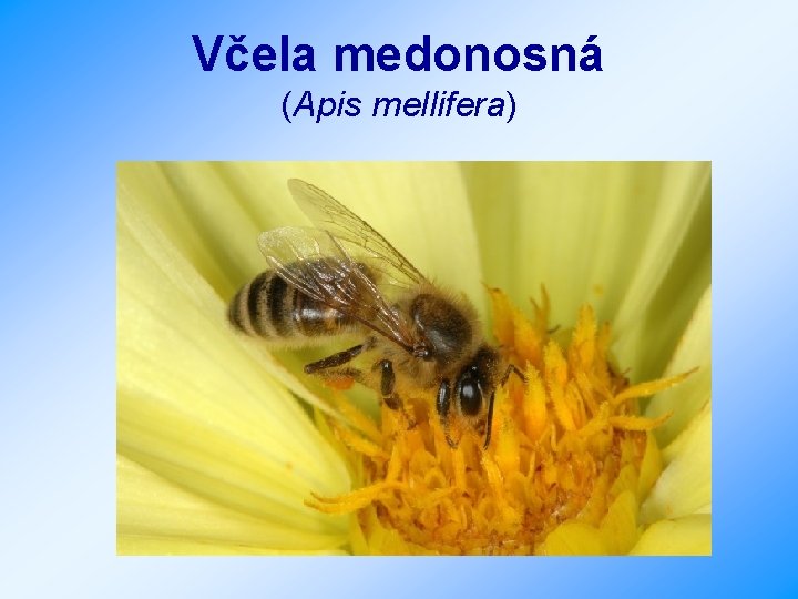 Včela medonosná (Apis mellifera) 