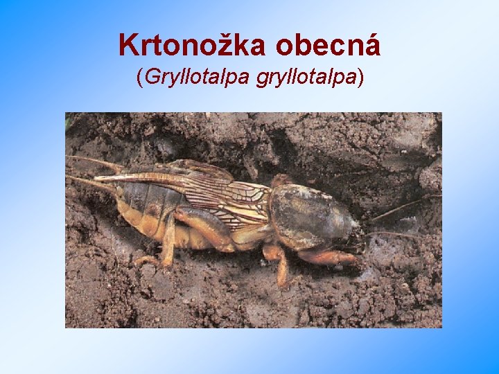 Krtonožka obecná (Gryllotalpa gryllotalpa) 