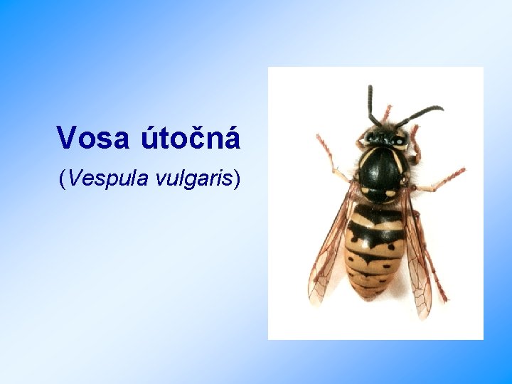 Vosa útočná (Vespula vulgaris) 