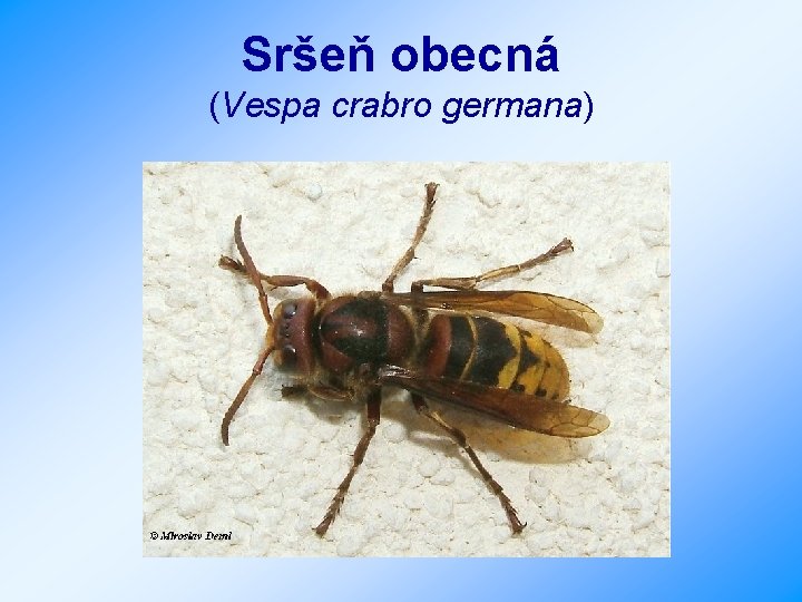 Sršeň obecná (Vespa crabro germana) 