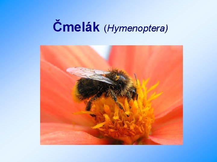 Čmelák (Hymenoptera) 