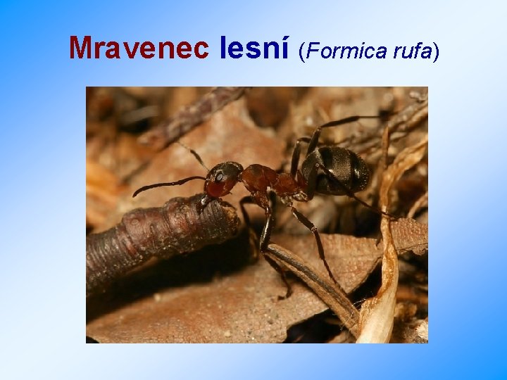Mravenec lesní (Formica rufa) 