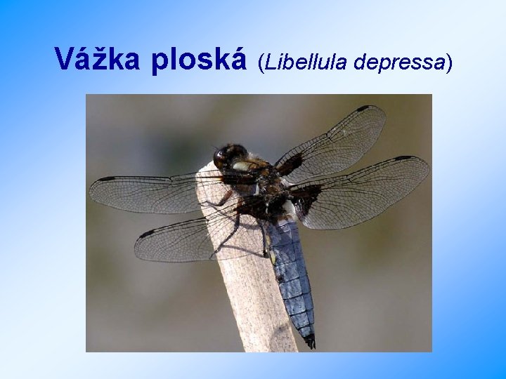 Vážka ploská (Libellula depressa) 