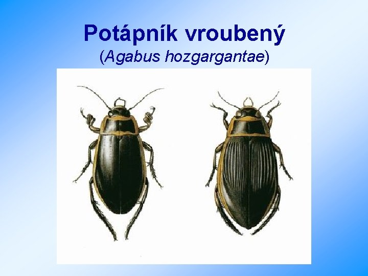Potápník vroubený (Agabus hozgargantae) 