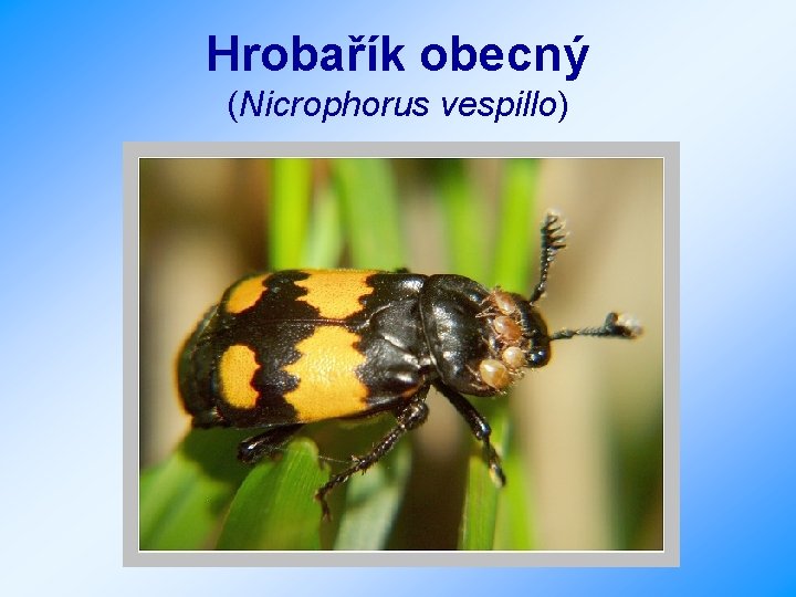 Hrobařík obecný (Nicrophorus vespillo) 