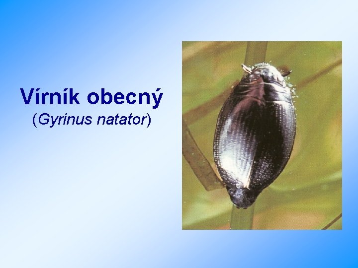 Vírník obecný (Gyrinus natator) 