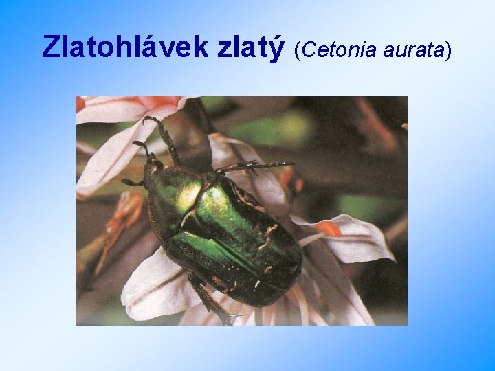 Zlatohlávek zlatý (Cetonia aurata) 