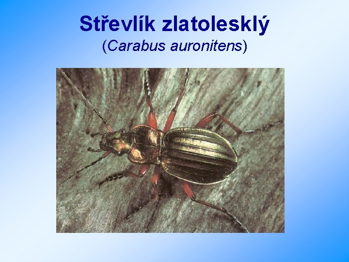 Střevlík zlatolesklý (Carabus auronitens) 