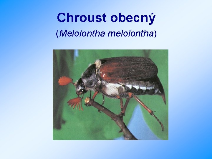 Chroust obecný (Melolontha melolontha) 