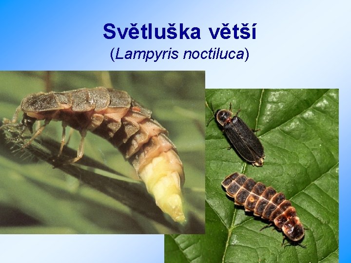 Světluška větší (Lampyris noctiluca) 