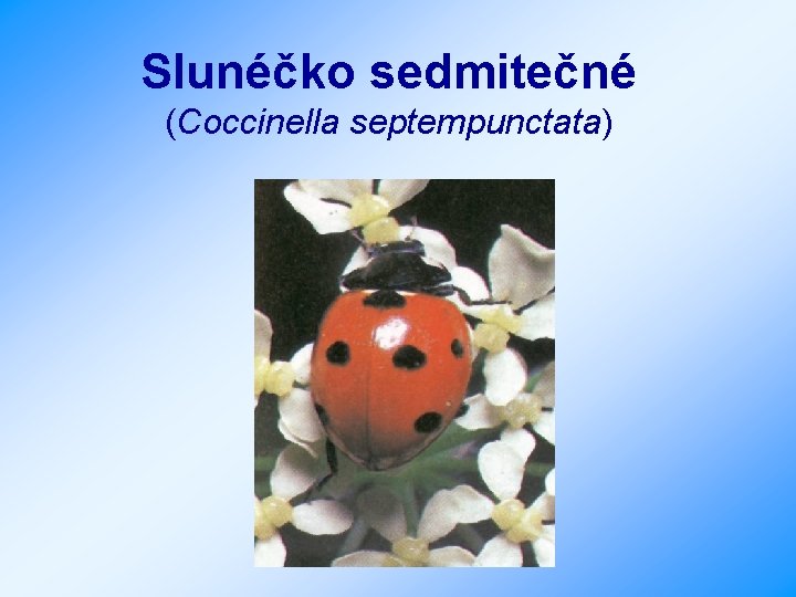 Slunéčko sedmitečné (Coccinella septempunctata) 