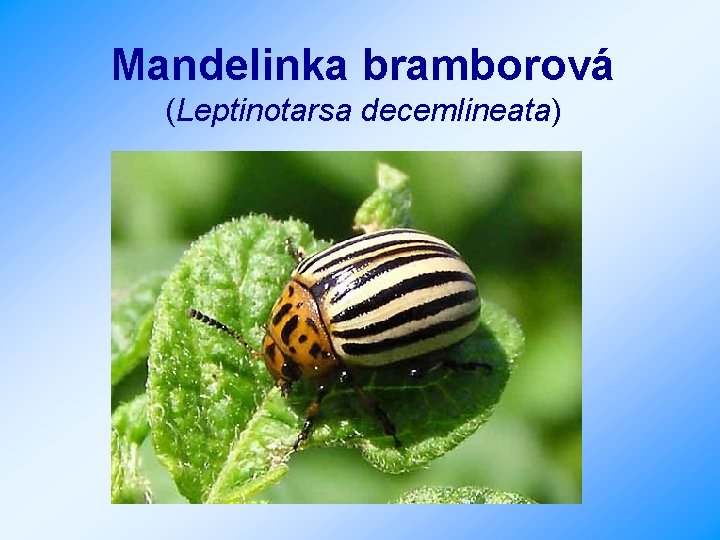 Mandelinka bramborová (Leptinotarsa decemlineata) 