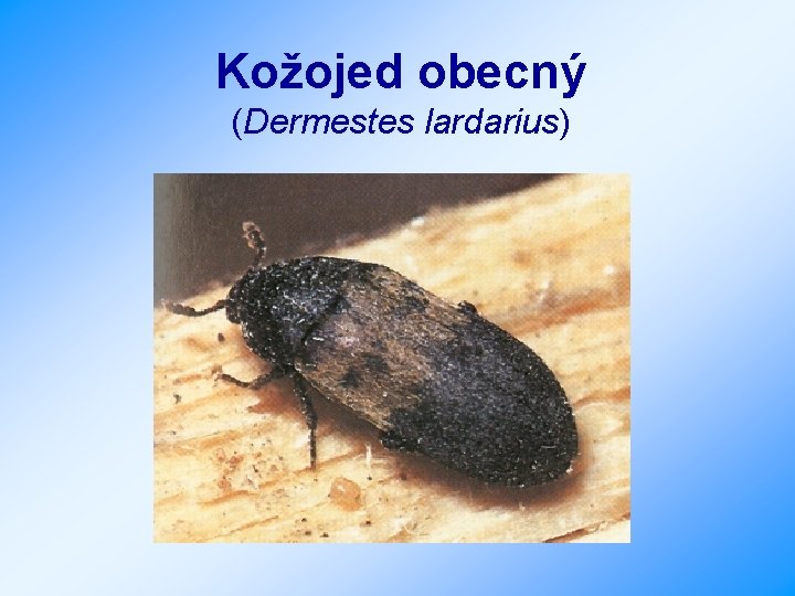 Kožojed obecný (Dermestes lardarius) 