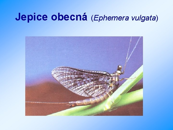 Jepice obecná (Ephemera vulgata) 