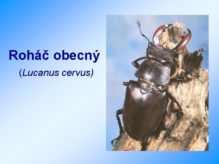 Roháč obecný (Lucanus cervus) 