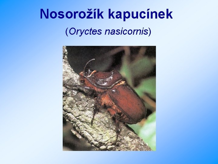 Nosorožík kapucínek (Oryctes nasicornis) 
