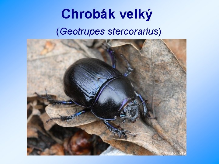 Chrobák velký (Geotrupes stercorarius) 
