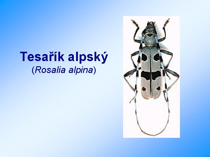 Tesařík alpský (Rosalia alpina) 