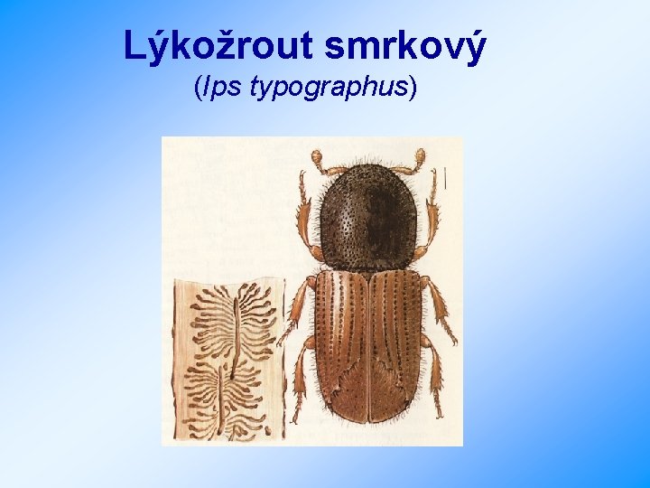 Lýkožrout smrkový (Ips typographus) 