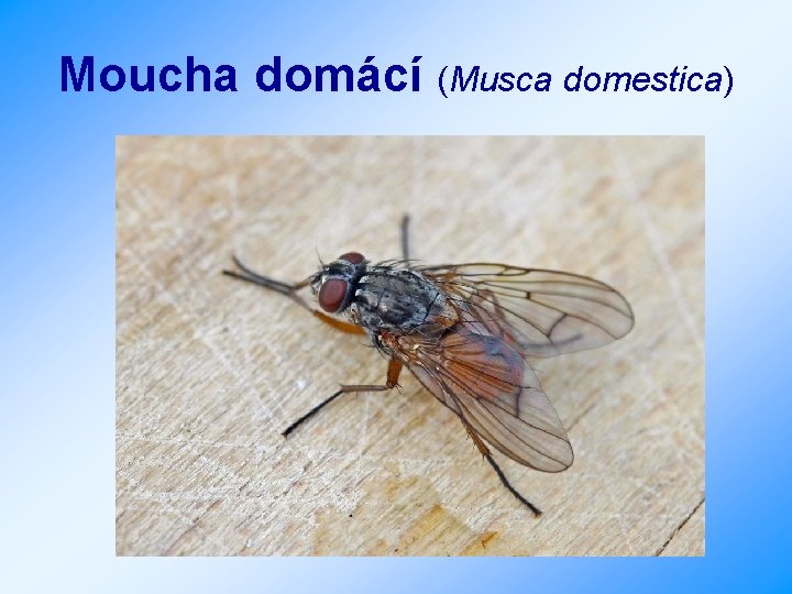 Moucha domácí (Musca domestica) 