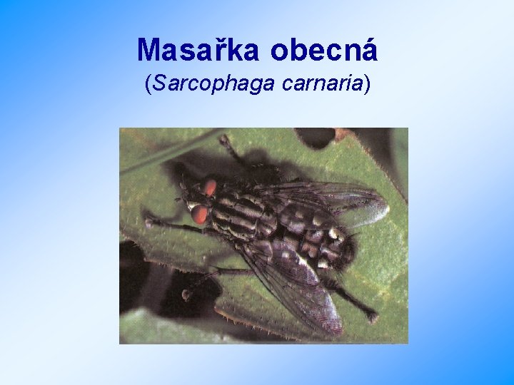 Masařka obecná (Sarcophaga carnaria) 