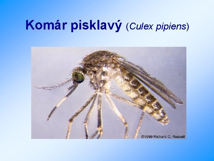 Komár pisklavý (Culex pipiens) 