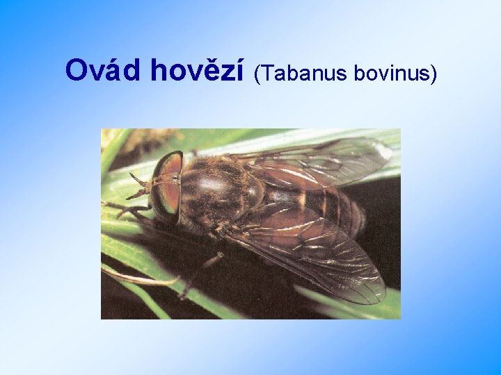 Ovád hovězí (Tabanus bovinus) 