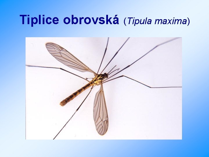 Tiplice obrovská (Tipula maxima) 