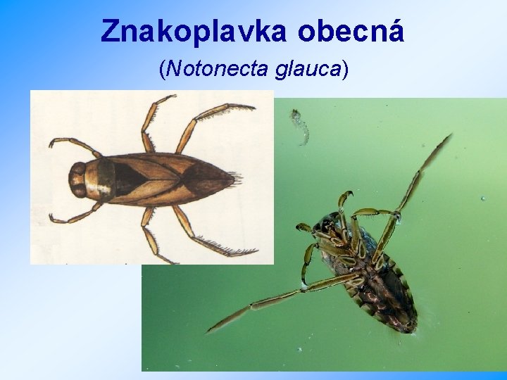 Znakoplavka obecná (Notonecta glauca) 