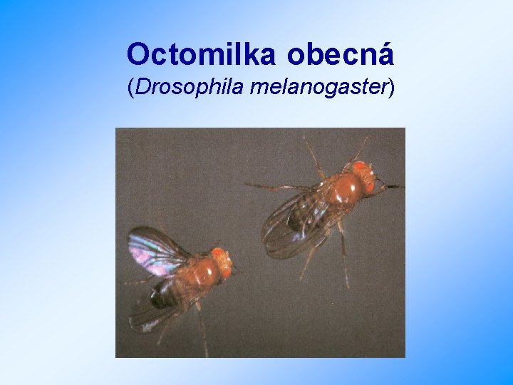 Octomilka obecná (Drosophila melanogaster) 