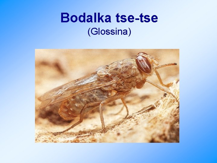 Bodalka tse-tse (Glossina) 