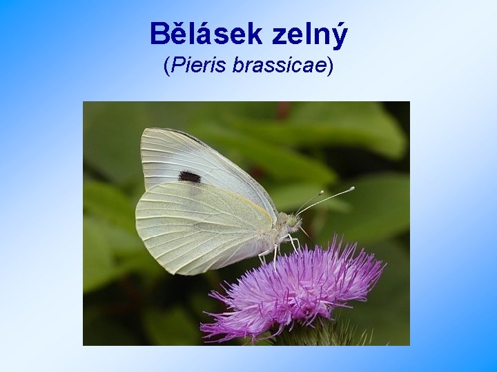Bělásek zelný (Pieris brassicae) 