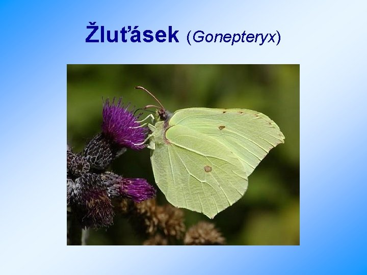 Žluťásek (Gonepteryx) 