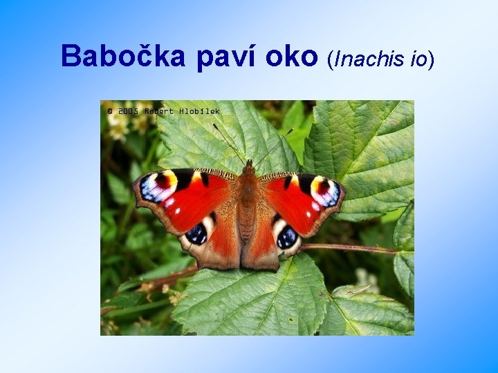 Babočka paví oko (Inachis io) 