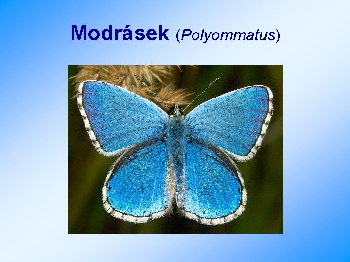 Modrásek (Polyommatus) 