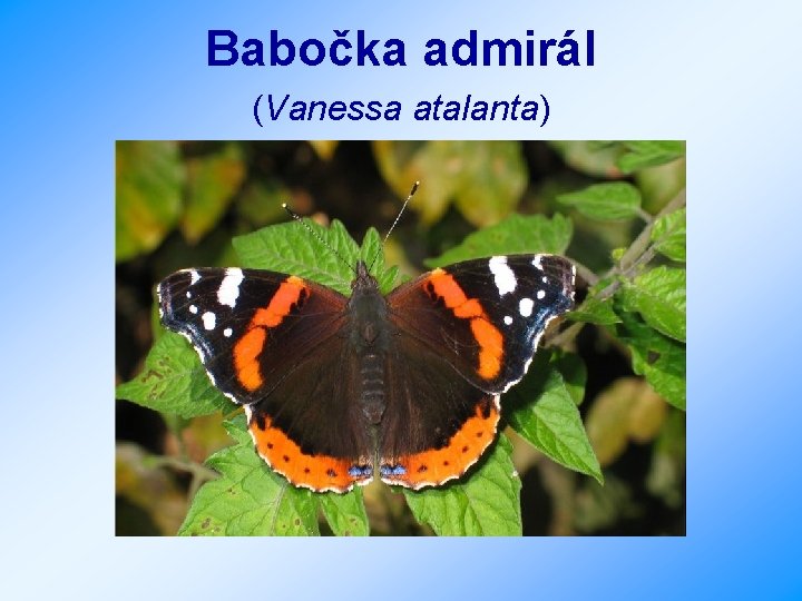 Babočka admirál (Vanessa atalanta) 
