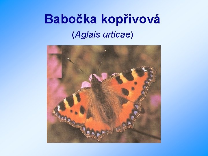 Babočka kopřivová (Aglais urticae) 