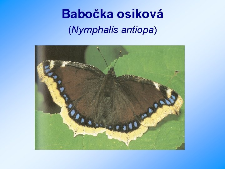 Babočka osiková (Nymphalis antiopa) 