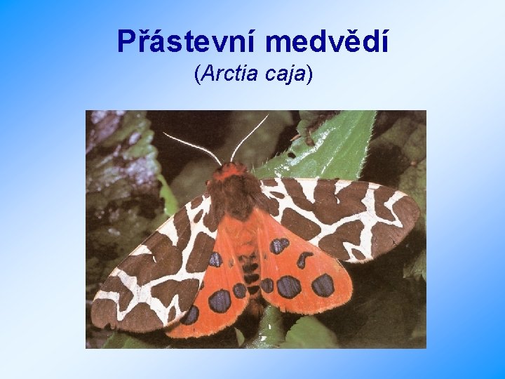 Přástevní medvědí (Arctia caja) 