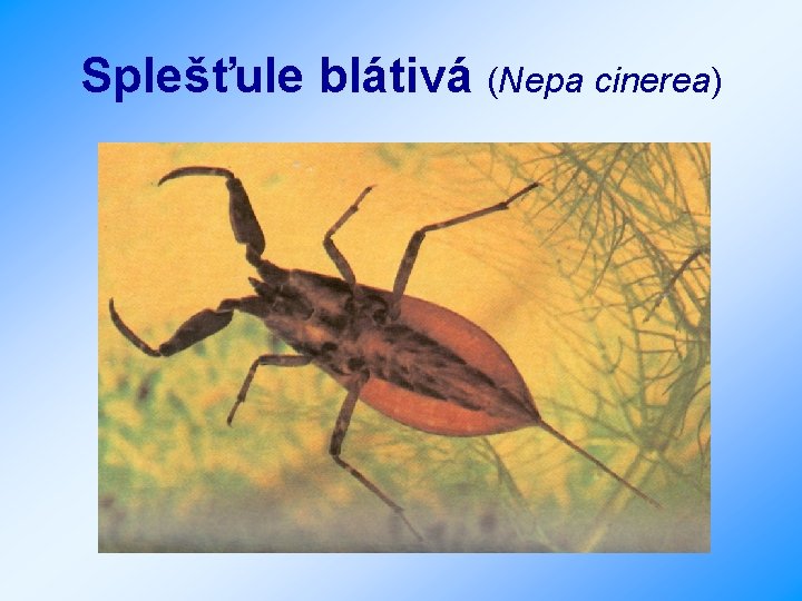 Splešťule blátivá (Nepa cinerea) 