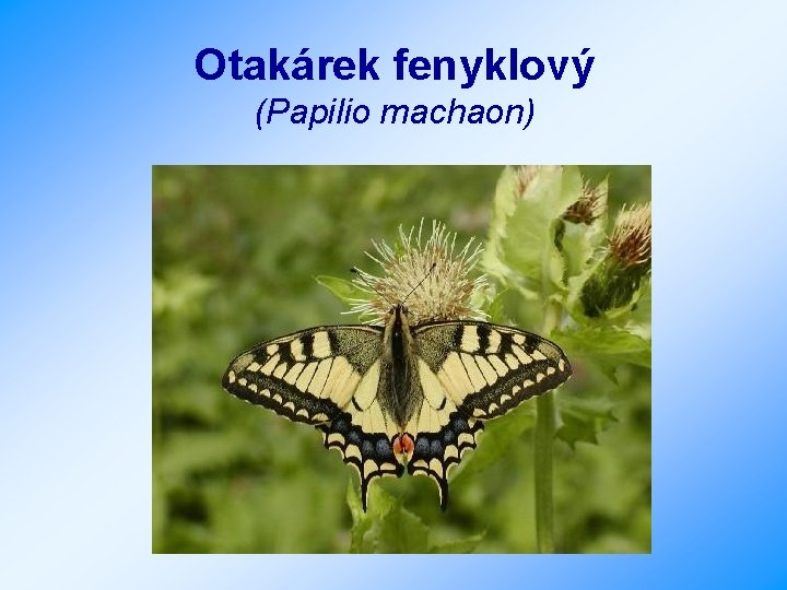 Otakárek fenyklový (Papilio machaon) 