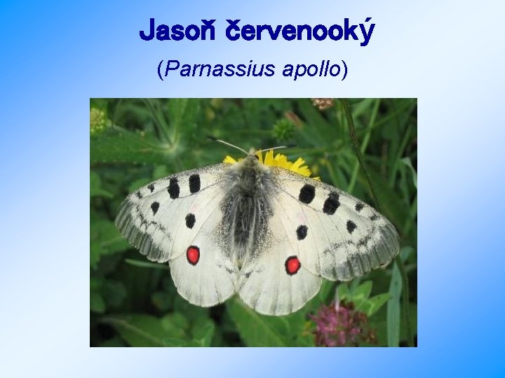 Jasoň červenooký (Parnassius apollo) 
