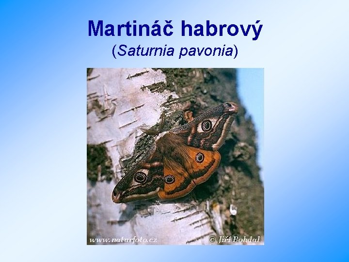 Martináč habrový (Saturnia pavonia) 