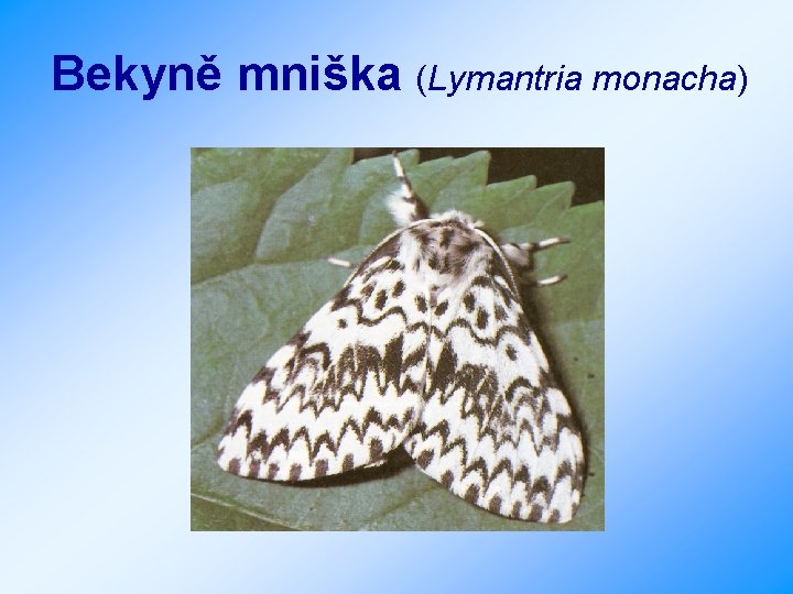 Bekyně mniška (Lymantria monacha) 