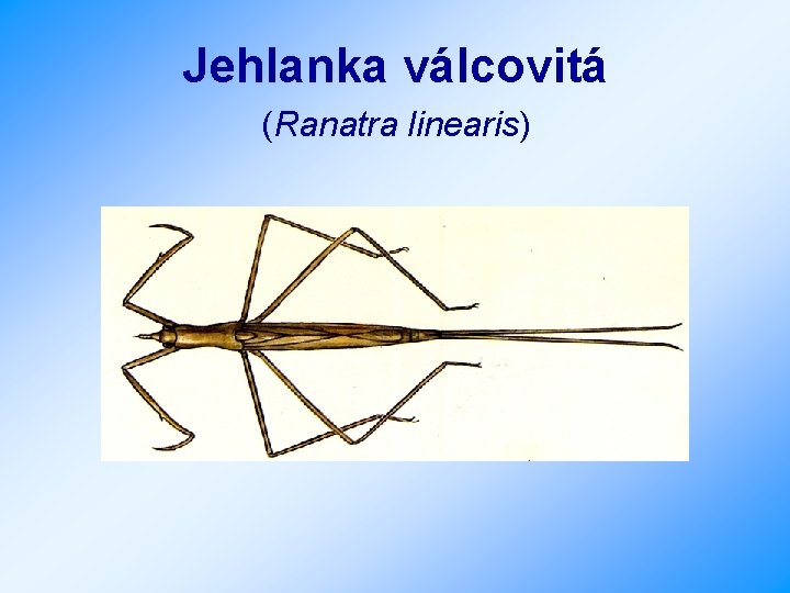 Jehlanka válcovitá (Ranatra linearis) 