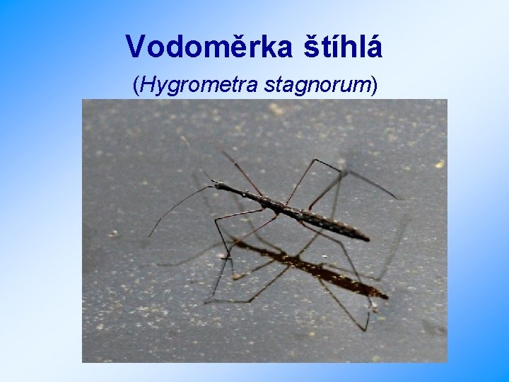 Vodoměrka štíhlá (Hygrometra stagnorum) 